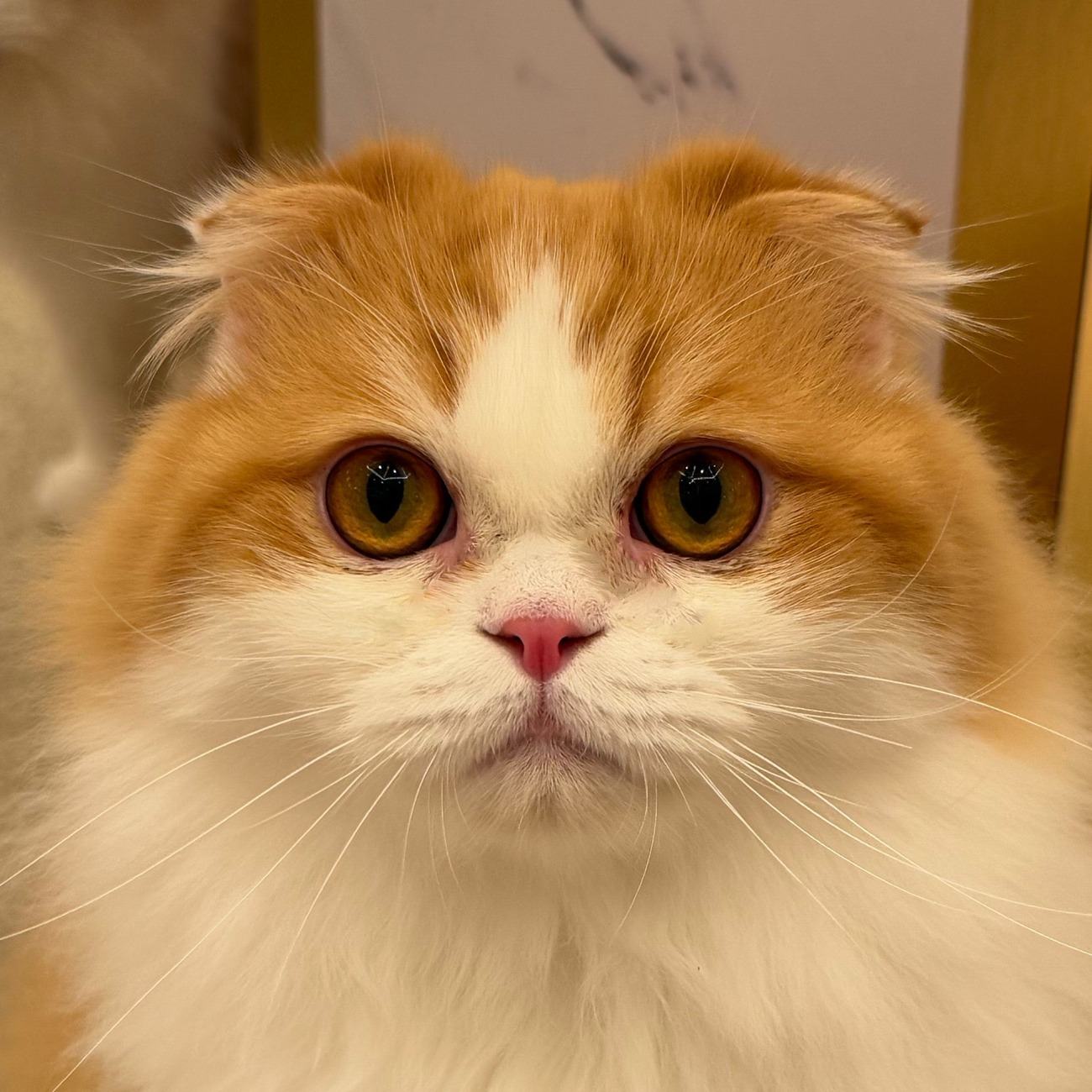 ティム